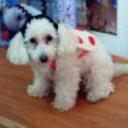 Candy bastida