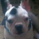 Xila