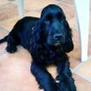 Lucas