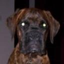 Indio