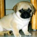 Lolito leon