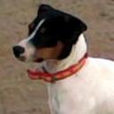 Idefix