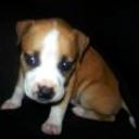 Roxy