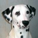 Perni