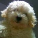 Candy bastida