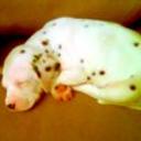 anterior