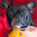 Lola