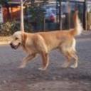 Matheo
