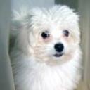 Rufo