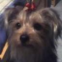 Deisy