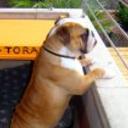 Tora