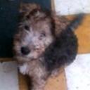 Rulito