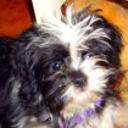 Cloe