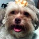 Beba virginia