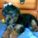 Rony