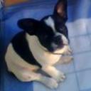 Chato