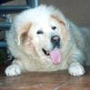 Tula