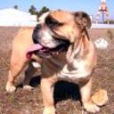 Gaston