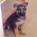 Rocco