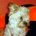 Chuspi
