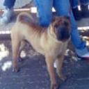 Lucas