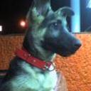 Rocco
