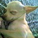 Chiquitico