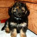 Brutus