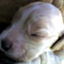 Lola