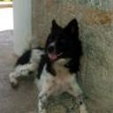 Jany