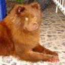 Donatell
