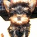 Dandi