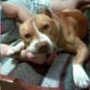 Rocco