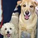 Osito y greñas