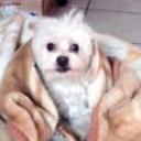 Coko