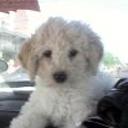 Flopy