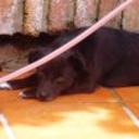 Pilina