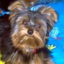 Panchito
