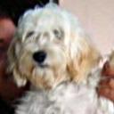 Monina