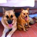 Rex aquira y simba