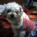 Wamba