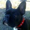 Stich