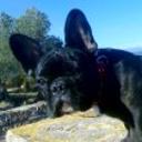 Stich