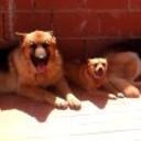Akira rex y simba