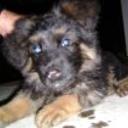 N-lobito