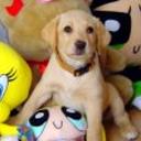 Tara