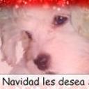 Sofy