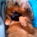 Bimba