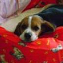 Lola