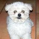Bolleta
